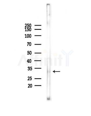 Phospho-MAX (Ser11) Antibody - Western blot analysis of lysates from HepG2 cells(heat-shock,45min treatment), using Phospho-MAX (Ser11) Antibody at 1/1000 dilution.
