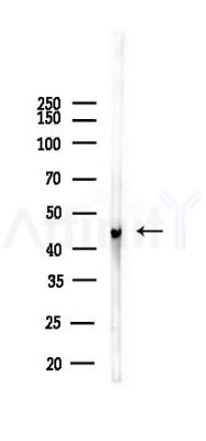 Phospho-PPAR  alpha (Ser21) Antibody - Western blot analysis of lysates from 293 cells(heat-shock,45min treatment), using Phospho-PPAR  alpha (Ser21) Antibody at 1/1000 dilution.