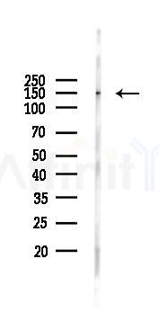 Phospho-Kv3.4/KCNC4 (Ser15) Antibody - Western blot analysis of lysates from RAW264.