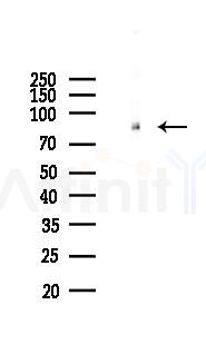Phospho-MARK1/2/3/4 (Thr215) Antibody - Western blot analysis of lysates from RAW264.