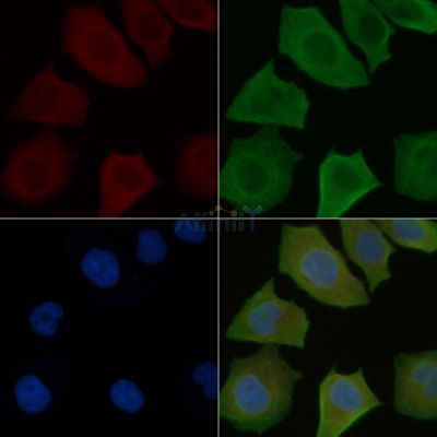 Phospho-Caspase 8 (Tyr448) Antibody - AF8103 staining Hela cells by IF/ICC.