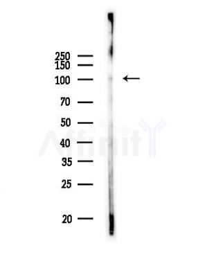 Phospho-TTK (Thr676) Antibody - Western blot analysis of lysates from Rat muscle, using Phospho-TTK (Thr676) Antibody at 1/1000 dilution.