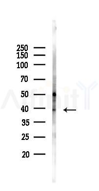 Phospho-Annexin A1 (Tyr21) Antibody - Western blot analysis of lysates from 293 cells(heat-shock, 45min treatment), using Phospho-Annexin A1 (Tyr21) Antibody at 1/1000 dilution.