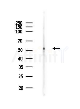 Phospho-p53 (Ser392) Antibody - Western blot analysis of lysates from MCF7 cells(heat-shock,45min treatment), using Phospho-p53 (Ser392) Antibody at 1/1000 dilution.