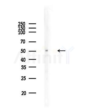 Phospho-p53 (Ser392) Antibody - Western blot analysis of lysates from PC12 cells, using Phospho-p53 (Ser392) Antibody at 1/1000 dilution.