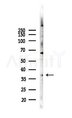 Phospho-USF1 (Thr153) Antibody - Western blot analysis of lysates from RAW264.