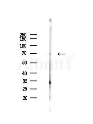 AIFL Antibody - Western blot analysis of lysates from HepG2 cells(heat-shock,45min treatment), using AIFL Antibody at 1/1000 dilution.