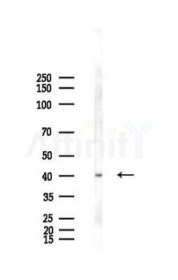ARRDC2 Antibody - Western blot analysis of lysates from Mouse testis, using ARRDC2 Antibody at 1/1000 dilution.