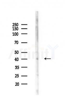 ARRDC2 Antibody - Western blot analysis of lysates from Rat testis, using ARRDC2 Antibody at 1/1000 dilution.