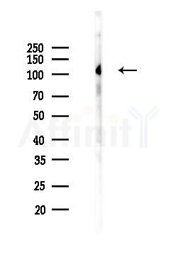 CAS Antibody - Western blot analysis of lysates from Mouse brain, using CAS Antibody at 1/1000 dilution.