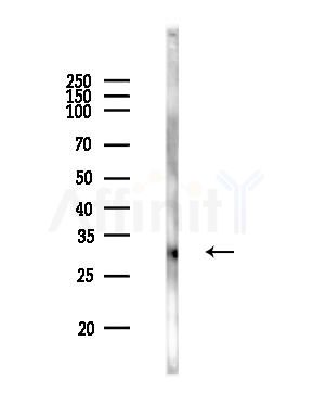 Caspase-14 Antibody - Western blot analysis of lysates from PC12 cells, using Caspase-14 Antibody at 1/1000 dilution.