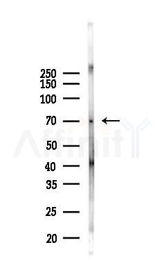 Copine 8 Antibody - Western blot analysis of lysates from Mouse testis, using Copine 8 Antibody at 1/1000 dilution.