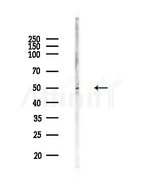 EF-Tu Antibody - Western blot analysis of lysates from MCF7 cells(heat-shock,45min treatment), using EF-Tu Antibody at 1/1000 dilution.