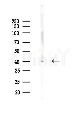 EF-Tu Antibody - Western blot analysis of lysates from Mouse brain, using EF-Tu Antibody at 1/1000 dilution.