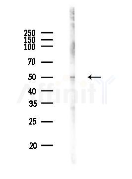 EF-Tu Antibody - Western blot analysis of lysates from PC12 cells, using EF-Tu Antibody at 1/1000 dilution.