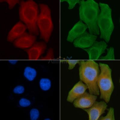FAM80B Antibody - AF9064 staining Hela cells by IF/ICC.