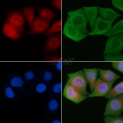 FBP3 Antibody - AF9065 staining Hela cells by IF/ICC.