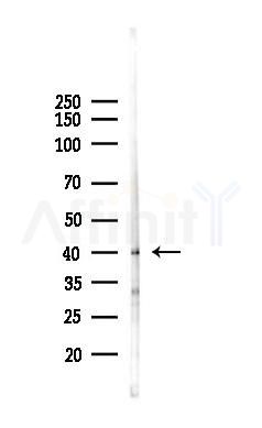 GPR139 Antibody - Western blot analysis of lysates from Rat liver, using GPR139 Antibody at 1/1000 dilution.