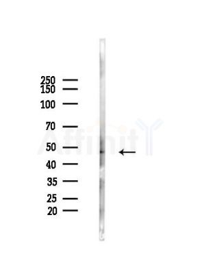 GRIN2 Antibody - Western blot analysis of lysates from Mouse brain, using GRIN2 Antibody at 1/1000 dilution.
