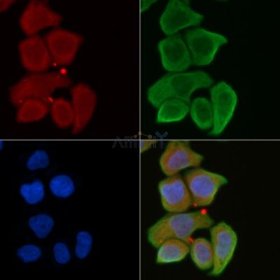 HABP2 Antibody - AF9083 staining Hela cells(30min of UV treatment) by IF/ICC.