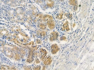 LONP2 Antibody - AF9105 at 1/100 staining human normal gastric tissue by IHC-P.