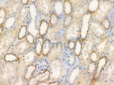 MCT12 Antibody - AF9110 at 1/100 staining human normal kidney tissue by IHC-P.