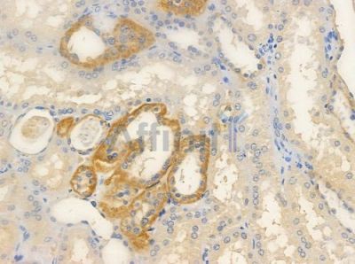 MCT12 Antibody - AF9110 at 1/100 staining human normal kidney tissue by IHC-P.