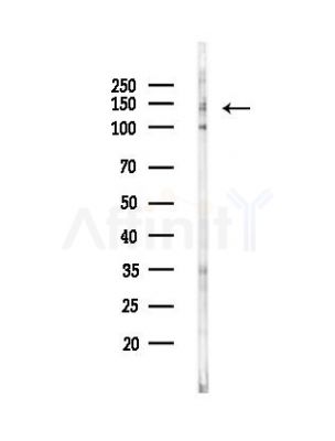 Nidogen Antibody - Western blot analysis of lysates from PC12 cells(UV,30min treatment), using Nidogen Antibody at 1/1000 dilution.