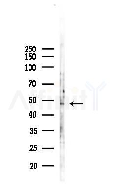 Oct-6 Antibody - Western blot analysis of lysates from HUVEC cells(starvation,24h treatment), using Oct-6 Antibody at 1/1000 dilution.