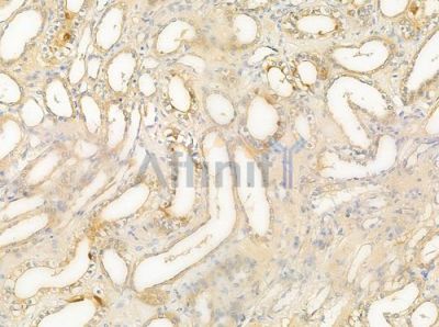 Olfactory receptor 51I1 Antibody - AF9142 at 1/100 staining human normal kidney tissue by IHC-P.