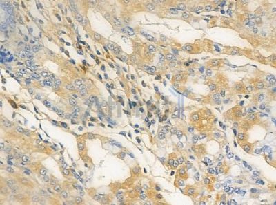 Olfactory receptor 5AP2 Antibody - AF9144 at 1/100 staining human normal gastric tissue by IHC-P.