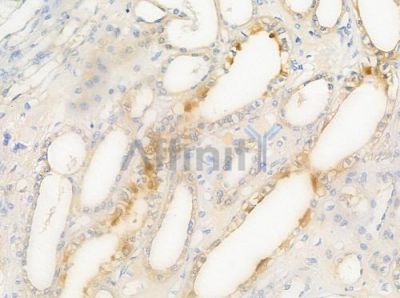 Olfactory receptor 5AP2 Antibody - AF9144 at 1/100 staining human normal kidney tissue by IHC-P.