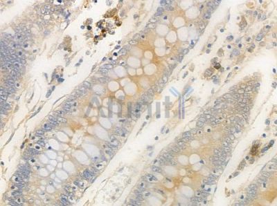 Olfactory receptor 5AP2 Antibody - AF9144 at 1/100 staining human normal colon tissue by IHC-P.