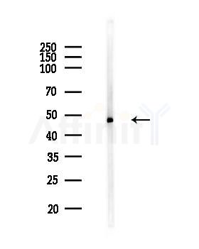OMG Antibody - Western blot analysis of lysates from MCF7 cells(heat-shock,45min treatment), using OMG Antibody at 1/1000 dilution.