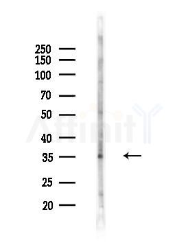 PIG3 Antibody - Western blot analysis of lysates from Mouse brain, using PIG3 Antibody at 1/1000 dilution.