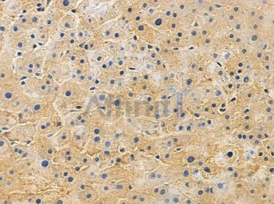 PIPOX Antibody - AF9160 at 1/100 staining human normal liver tissue by IHC-P.