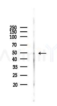 Rabr Antibody - Western blot analysis of lysates from RAW264.