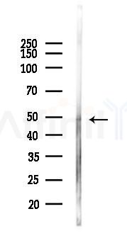 Rabr Antibody - Western blot analysis of lysates from Rat brain, using Rabr Antibody at 1/1000 dilution.