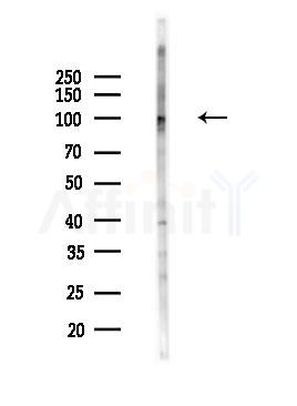 SAF-A2 Antibody - Western blot analysis of lysates from Mouse brain, using SAF-A2 Antibody at 1/1000 dilution.