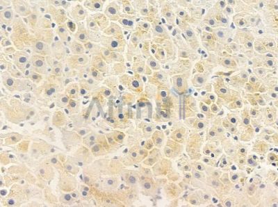 CCNI Antibody - DF10025 at 1/100 staining human normal liver tissue by IHC-P.