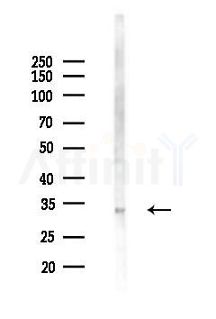 GFI1B Antibody - Western blot analysis of lysates from Mouse brain, using GFI1B Antibody at 1/1000 dilution.