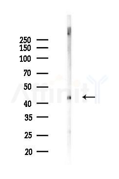 PTRF Antibody - Western blot analysis of lysates from Mouse brain, using PTRF Antibody at 1/1000 dilution.