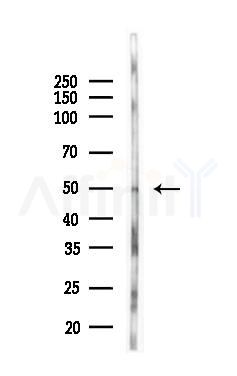 MINA Antibody - Western blot analysis of lysates from COLO205 cells(LPS, 4h treatment), using MINA Antibody at 1/1000 dilution.