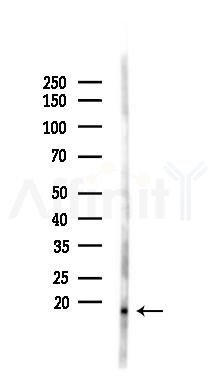 JDP2 Antibody - Western blot analysis of lysates from RAW264.