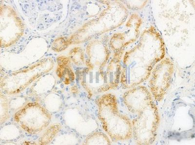 IL22RA2 Antibody - DF10107 at 1/100 staining human normal kidney tissue by IHC-P.