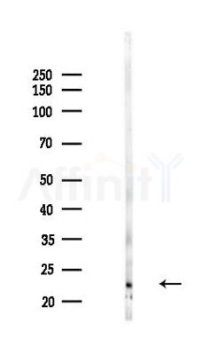 IL1F7 Antibody - Western blot analysis of lysates from Mouse testis, using IL1F7 Antibody at 1/1000 dilution.