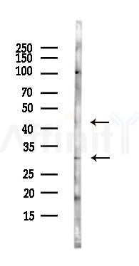 CD200 / OX2 Antibody - Western blot analysis of lysates from Rat testis, using CD200 / OX2 Antibody at 1/1000 dilution.