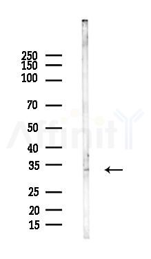 SFRP1 Antibody - Western blot analysis of lysates from Rat testis, using SFRP1 Antibody at 1/1000 dilution.