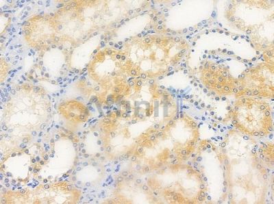FCRL4 Antibody - DF10173 at 1/100 staining human normal kidney tissue by IHC-P.