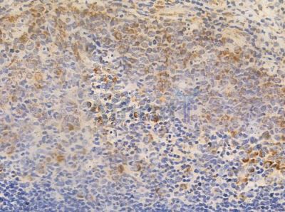 RLN3 Antibody - DF10177 at 1/100 staining human normal tonsil tissue by IHC-P.